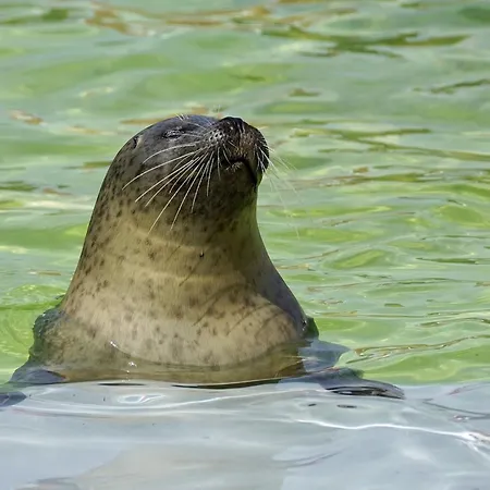 Tatil Evi On Texel With Conservatory *